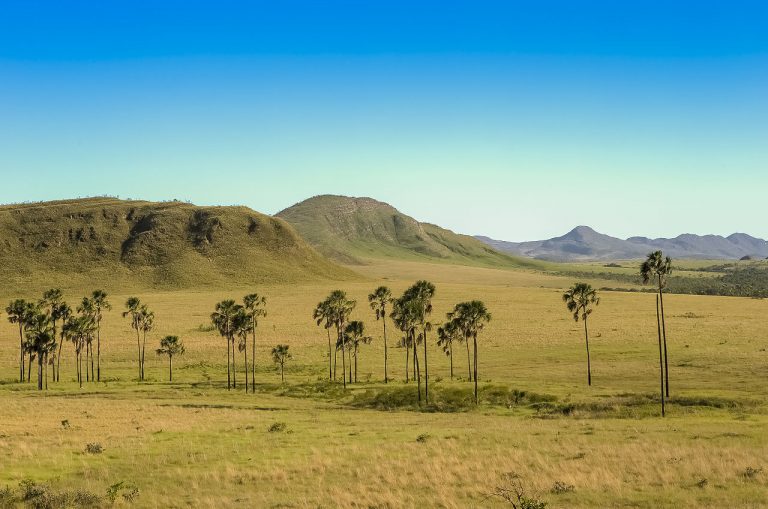 cerrado brasileiro