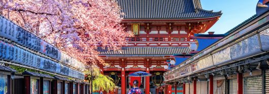 Japao Cerejeiras